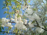 dscf0322.jpg