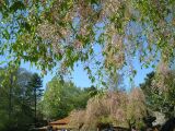 dscf0336.jpg
