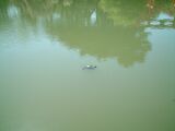 dscf0343.jpg