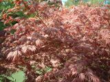 dscf0345.jpg