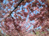 dscf0362.jpg